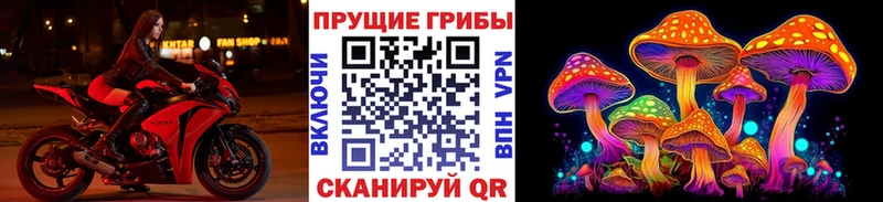 где найти наркотики Тамбов Псилоцибиновые грибы GOLDEN TEACHER